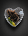 Complete Arboreal Sling Tarantula Enclosure | Heart-Shaped Habitat | Ready-to-Use Setup