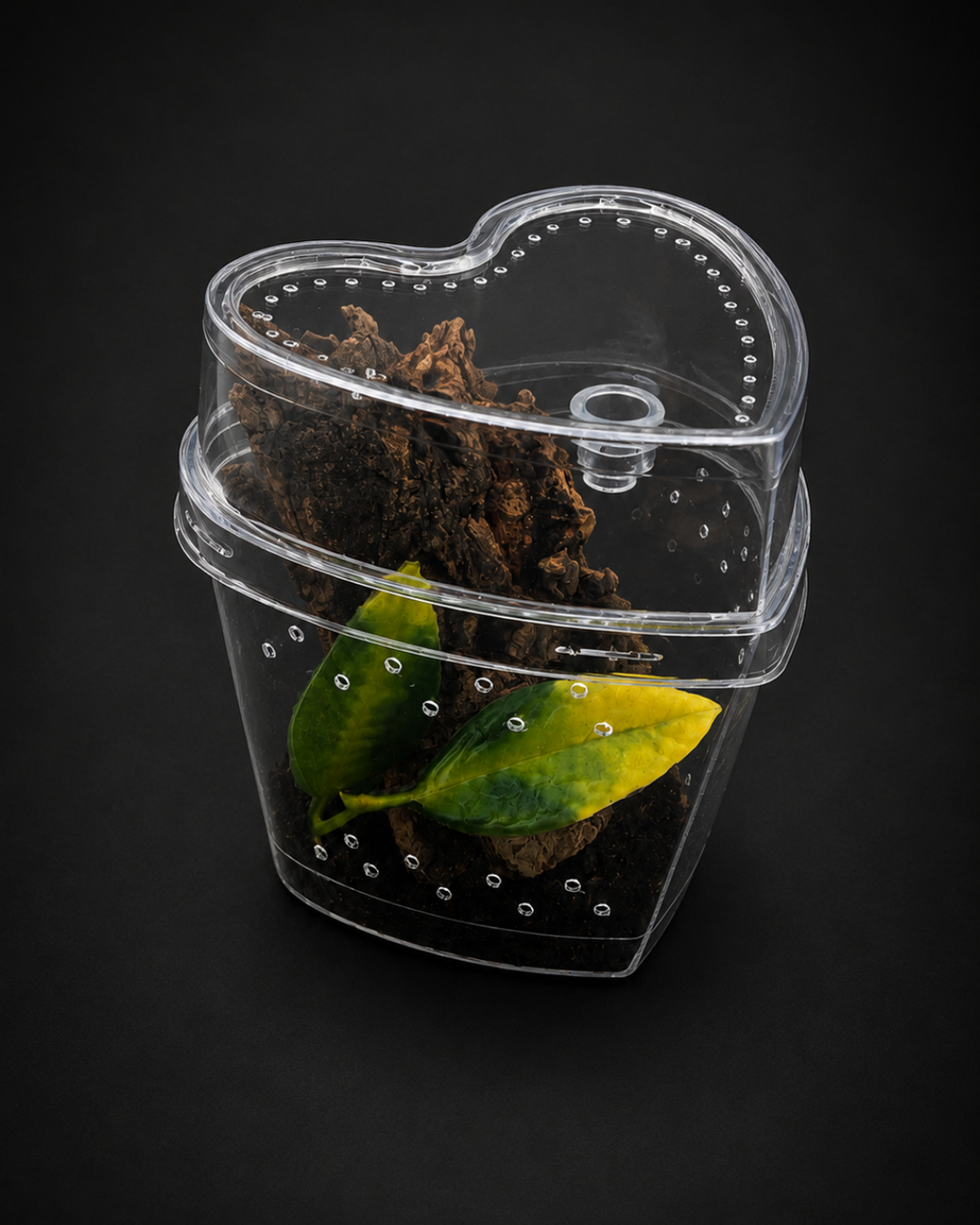 Complete Arboreal Sling Tarantula Enclosure | Heart-Shaped Habitat | Ready-to-Use Setup