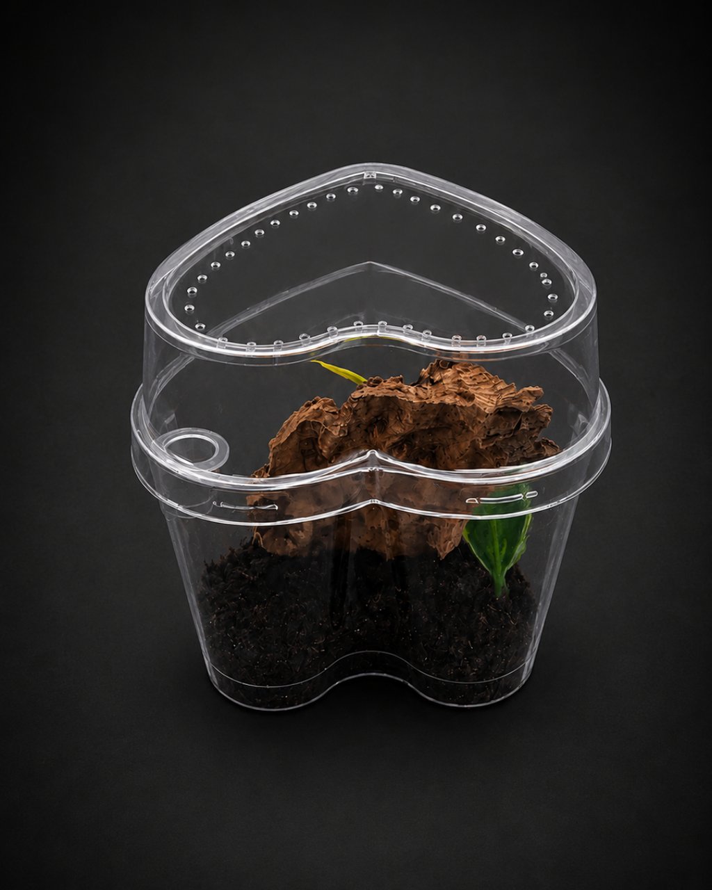 Complete Arboreal Sling Tarantula Enclosure | Heart-Shaped Habitat | Ready-to-Use Setup
