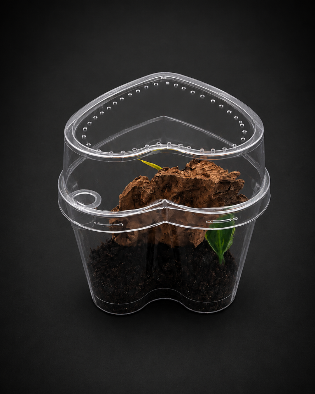 Complete Arboreal Sling Tarantula Enclosure | Heart-Shaped Habitat | Ready-to-Use Setup