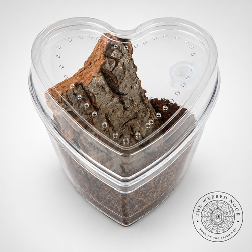 Heart-Shaped Arboreal Tarantula Sling Enclosure – Ready-Made Habitat