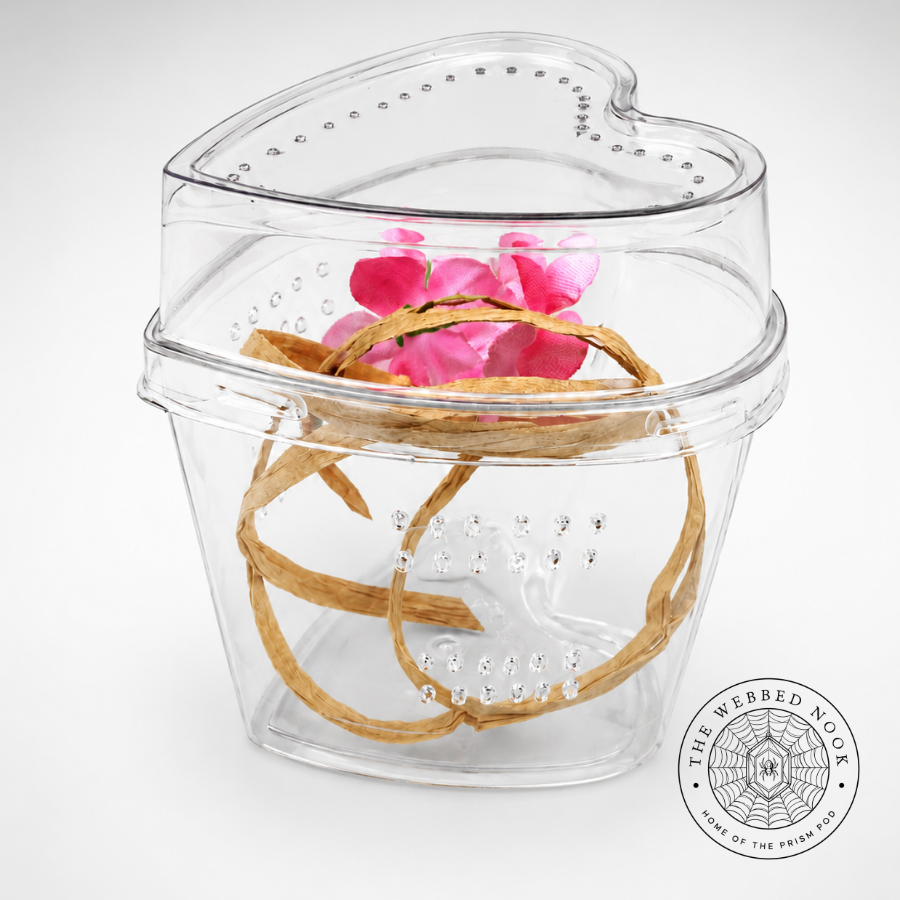 Heart-Shaped Jumping Spider Sling & Juvenile Enclosure