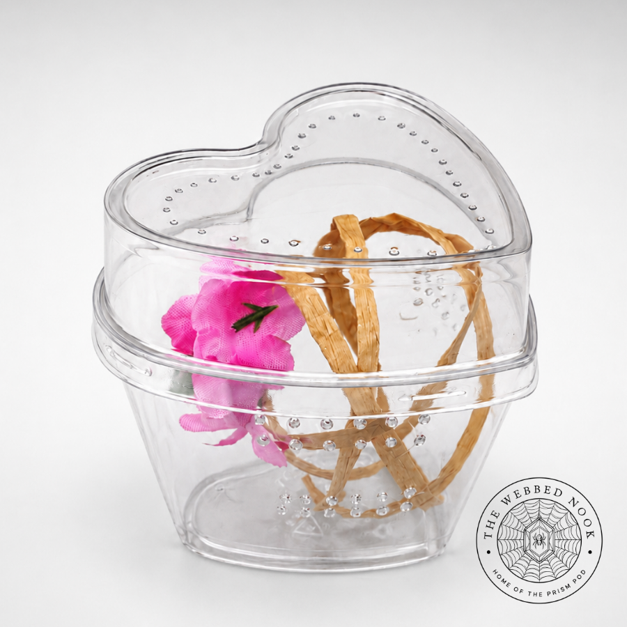 Heart-Shaped Jumping Spider Sling & Juvenile Enclosure
