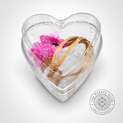 Heart-Shaped Jumping Spider Sling & Juvenile Enclosure