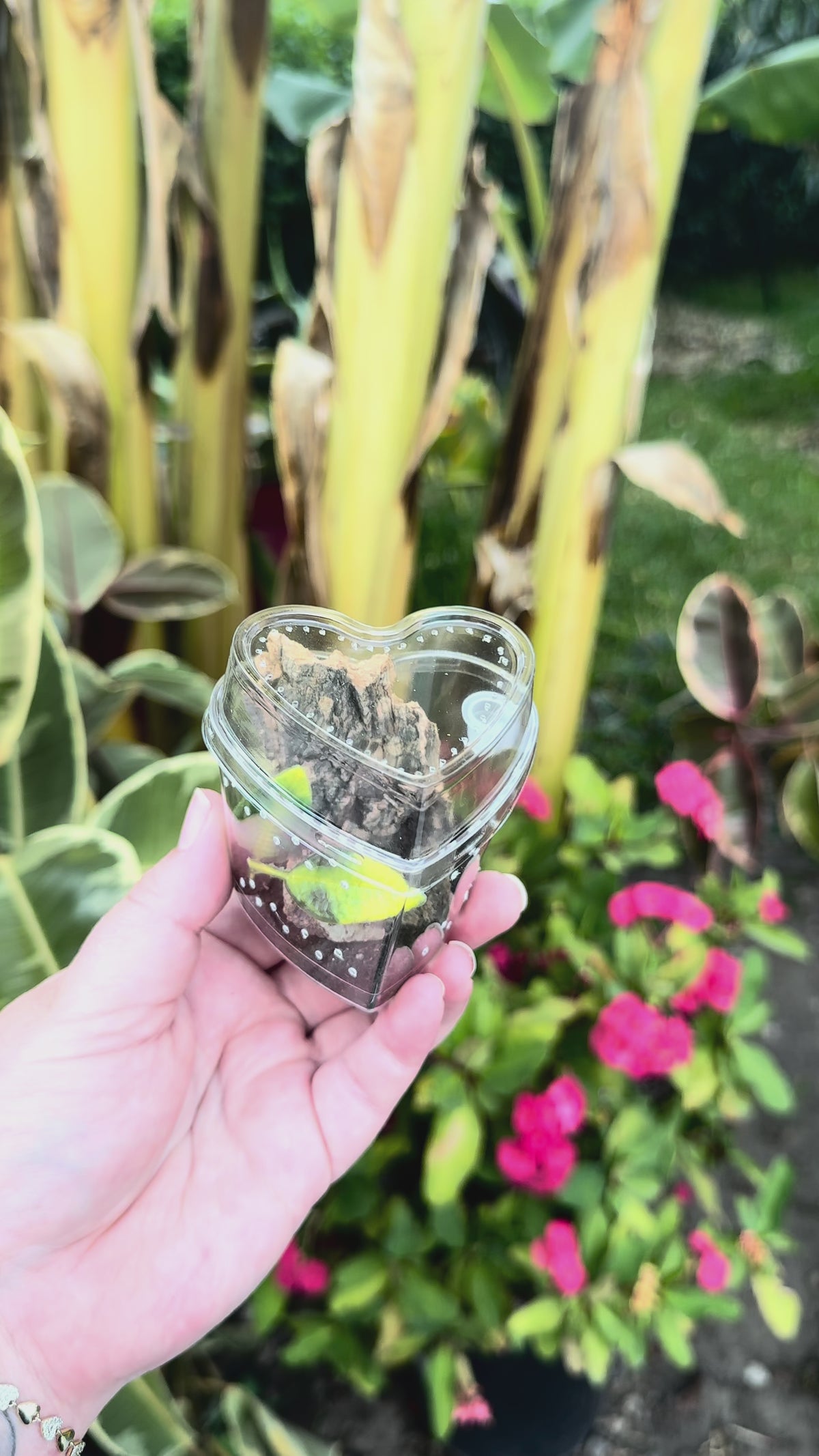Heart-Shaped Arboreal Sling Habitat Kit